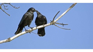 禅经佛理的经典故事：逆子变孝