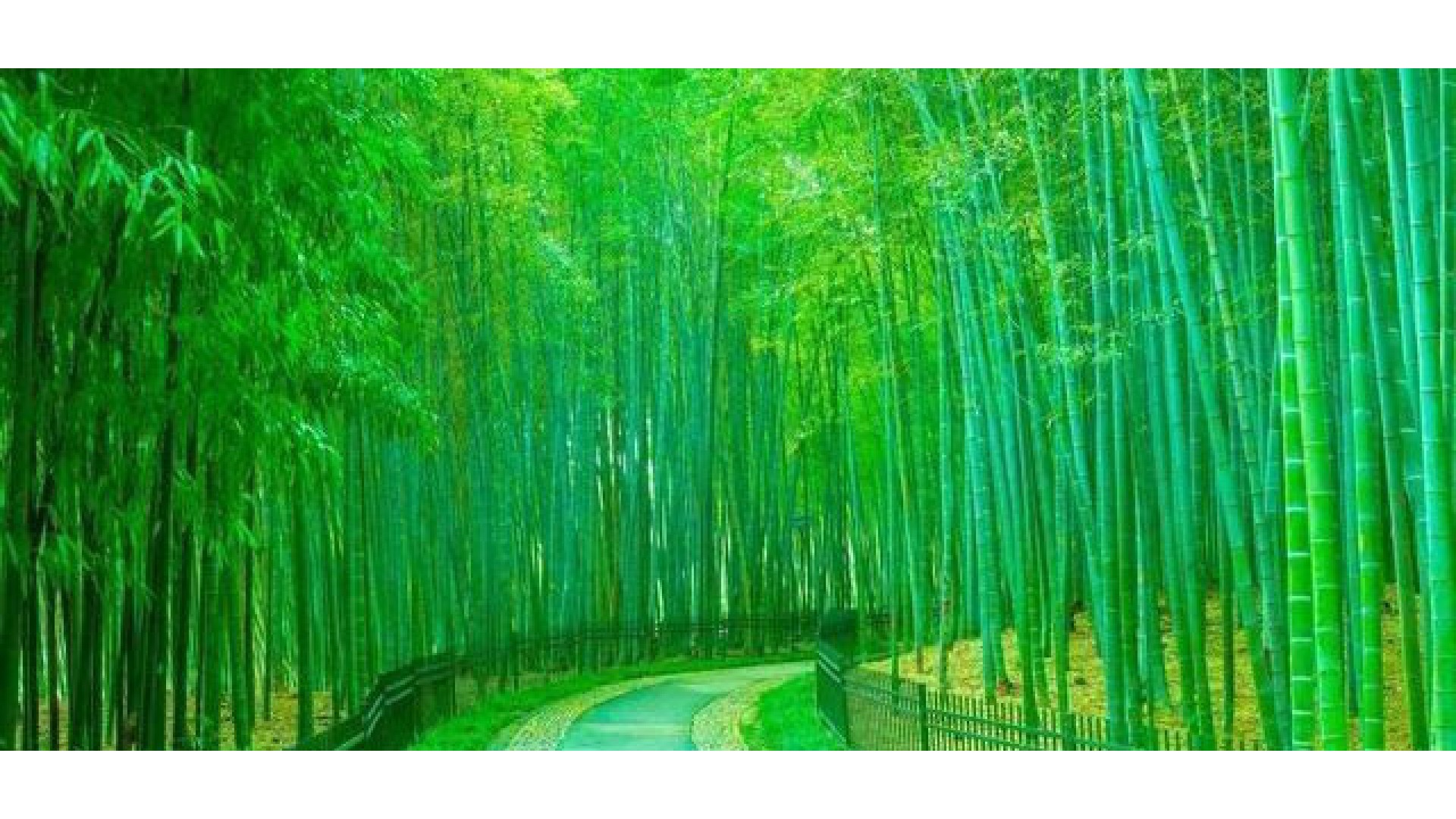 竹子的销路怎么样？现在是什么价格？不妨进来看一看！