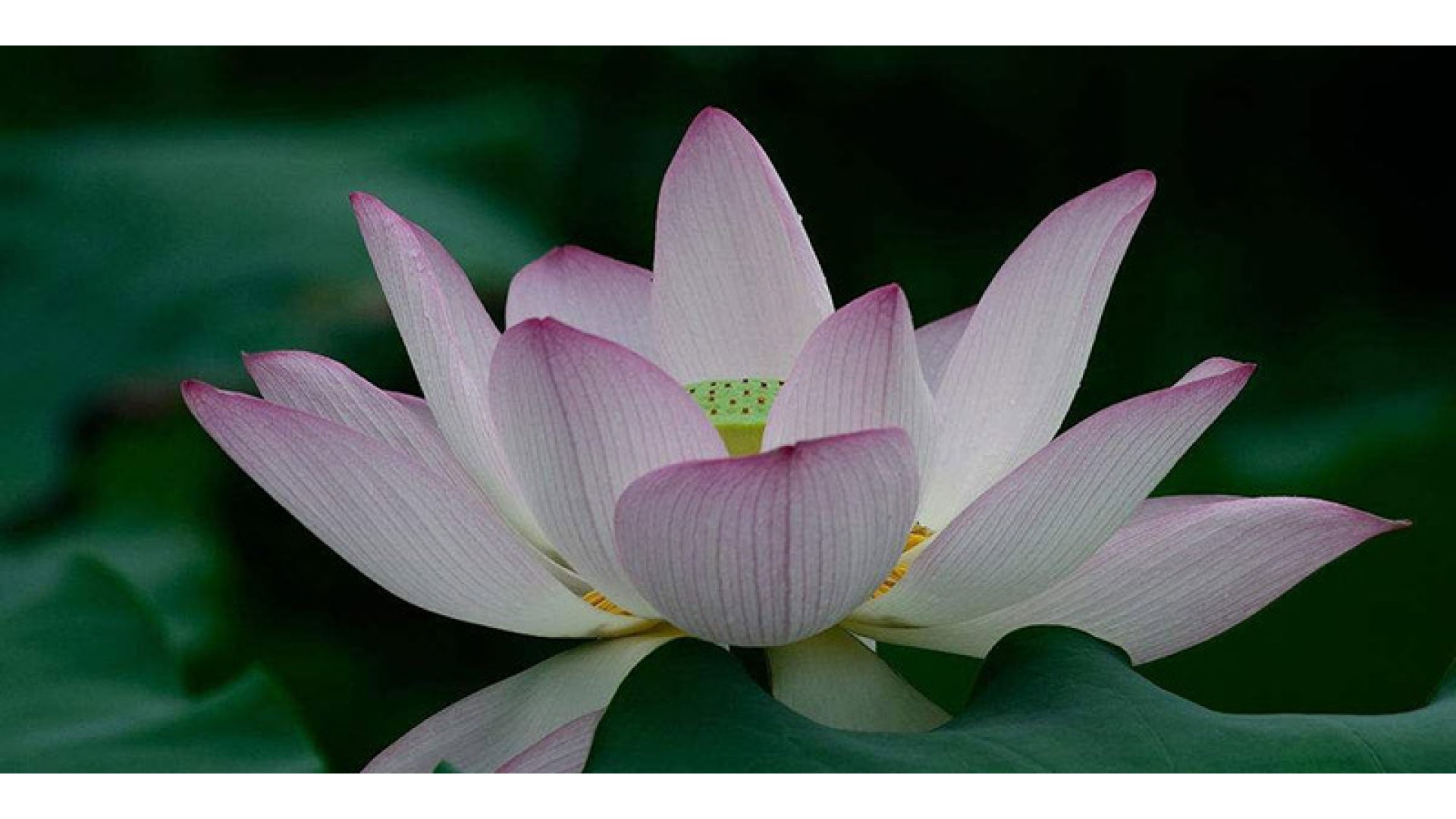 禅经佛理的经典故事：婆罗门与莲花