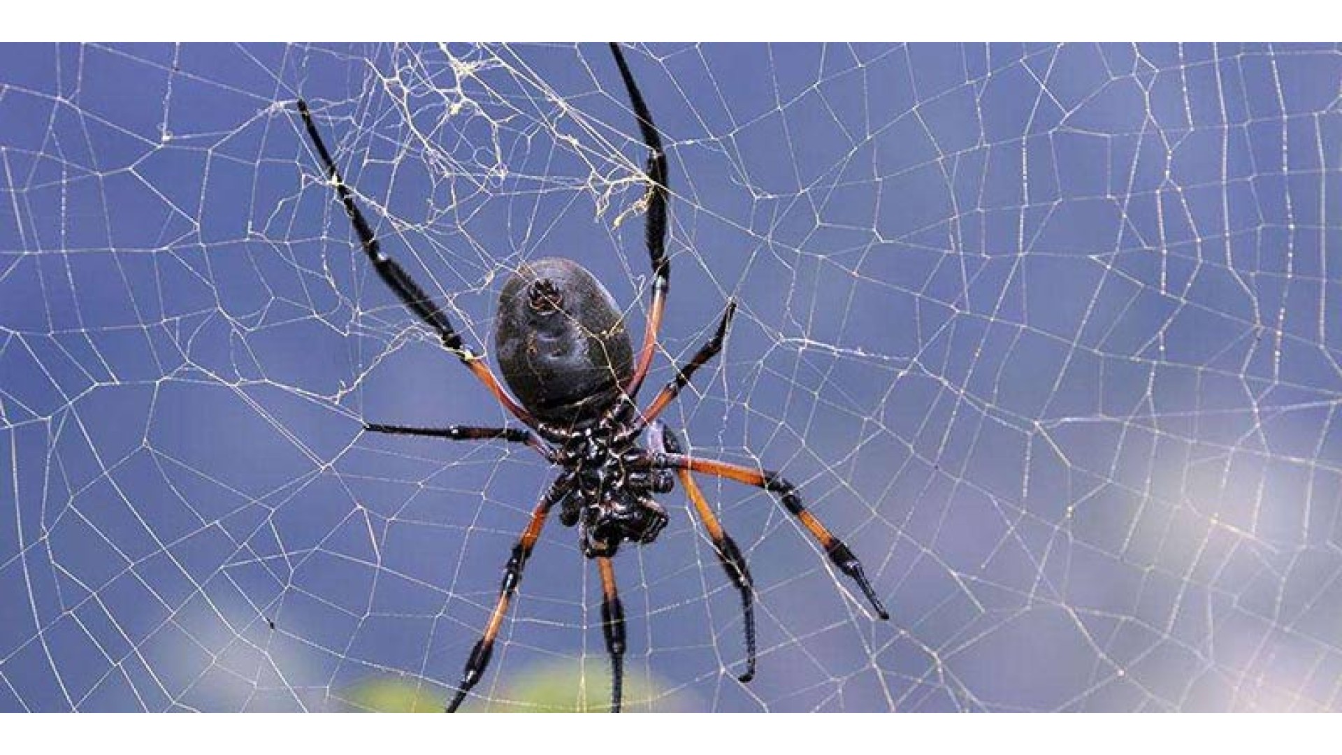 禅经佛理的经典故事：世间最珍贵的