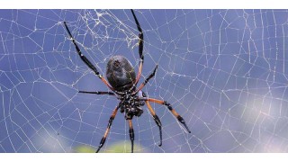 禅经佛理的经典故事：世间最珍贵的