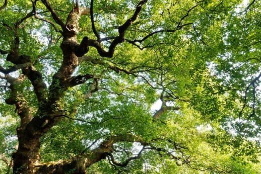 香樟树的栽培价值有哪些？赶紧了解下吧！