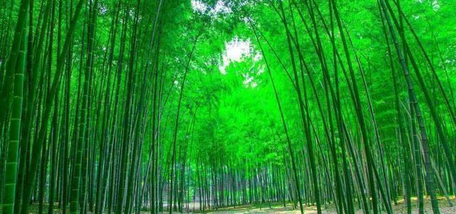 竹子的销路怎么样？现在是什么价格？不妨进来看一看！